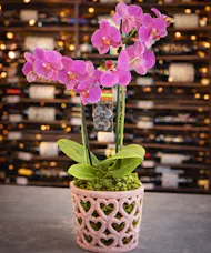 Valentines Orchid Plant