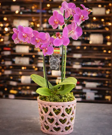 Lavender Orchid Plants Columbus, OH