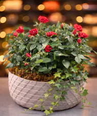 Valentines Rose  Garden