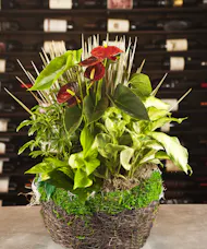 Anthurium Moss Garden