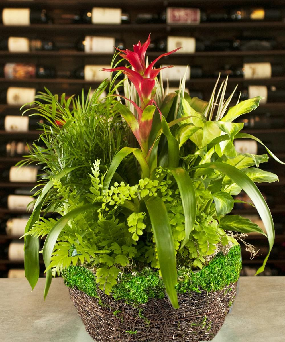 Bromeliad Whitewash Garden Plants Columbus Ohio Florists