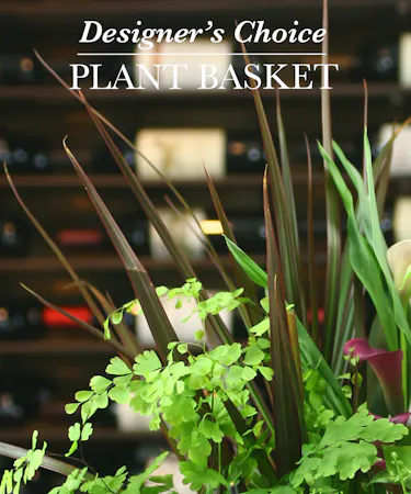 Planters Dishgarden By Griffins Floral Design