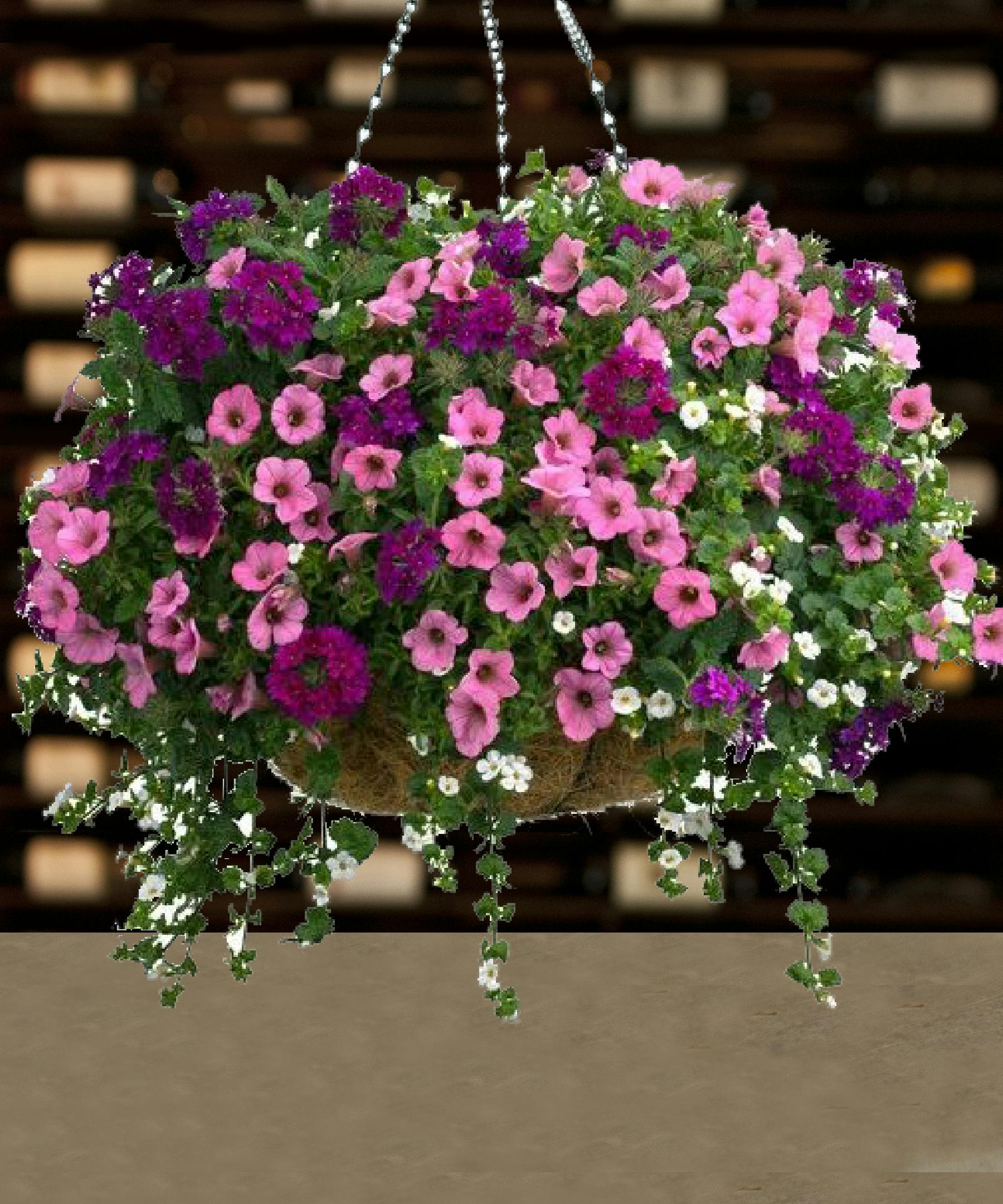 Mixed Hanging Basket Delivered Columbus Ohio Griffins Floral