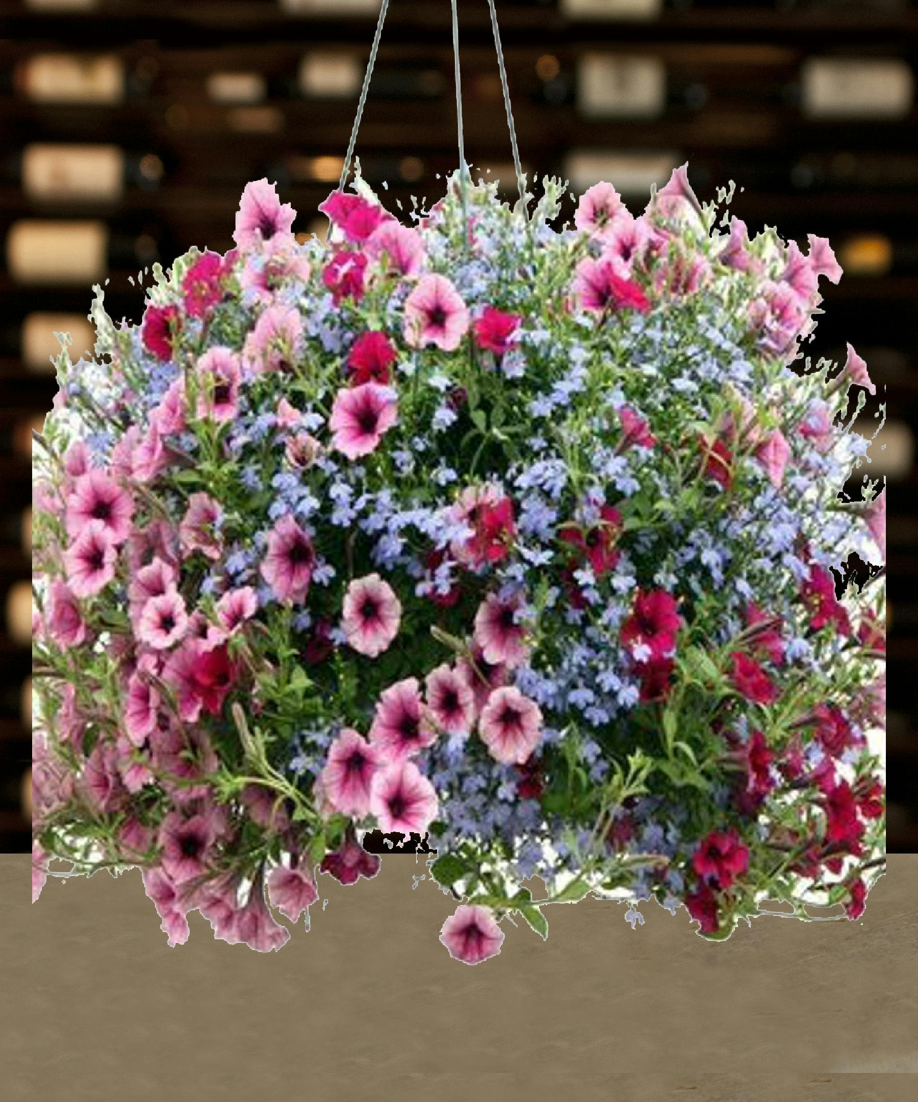 Mixed Hanging Basket Delivered Columbus Ohio Griffins Floral